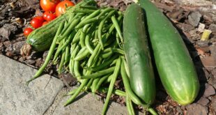agricoltura