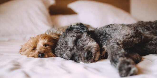 UNSIC: Pet economy: in aumento le imprese dei servizi di cura degli animali – UNSIC