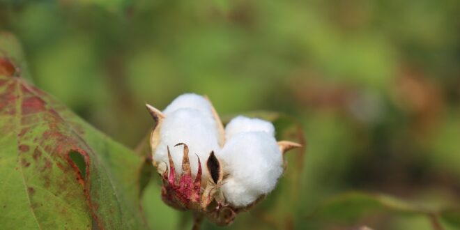 UNSIC: Moda, agricoltura e ricerca: dal campo al capo per capi sostenibili – UNSIC