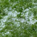 UNSIC: Avversità climatiche: nuovi strumenti per la gestione dei rischi in agricoltura - UNSIC 1 grandine 660x330