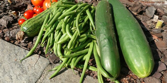 UNSIC: Ismea: l’agroalimentare italiano conquista i mercati esteri – UNSIC