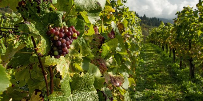 UNSIC: Vitigni resistenti e Tea: innovazione e sostenibilità per la viticoltura di domani – UNSIC
