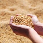 UNSIC: Italia-Usa: bilaterale sull’agroalimentare - UNSIC 2 soia 2 660x330