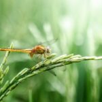 UNSIC: Risò 2026: a Vercelli quattro giorni tra riso, acqua e territorio - UNSIC 2 dragonfly 2551460 1920 660x330