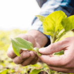 UNSIC: Agea, nuova campagna agraria: fascicolo aziendale digitale obbligatorio - UNSIC 2 image 1 660x330