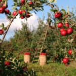 ENASC: Inps: Piccoli Coloni e compartecipanti familiari – istruzioni amministrative 2 ENASC Inps Piccoli Coloni e compartecipanti familiari – istruzioni amministrative