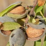 UNSIC: Scarti di mandorla trasformati in sensori biodegradabili: la nuova frontiera dell’agricoltura sostenibile - UNSIC 2 mandorle 660x330