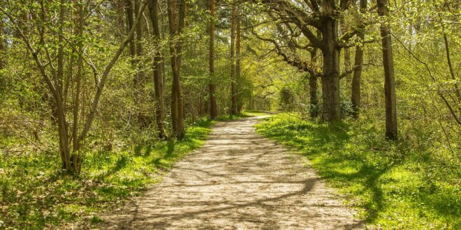 UNSIC: Vivaistica forestale in Puglia: incentivi fino a 24mila euro per i vivai privati – UNSIC