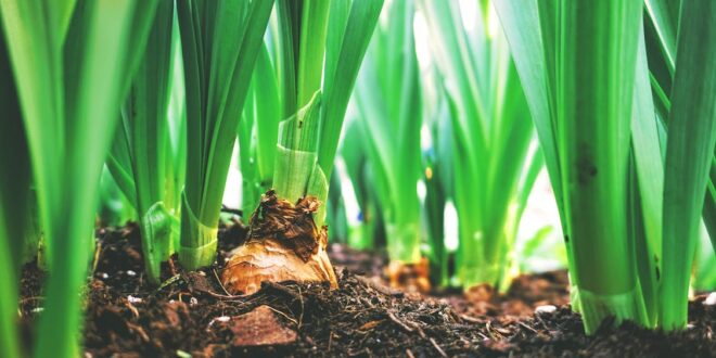 UNSIC: Masaf, nuovi aiuti all’agricoltura: credito d’imposta su fertilizzanti e gasolio agricolo – UNSIC