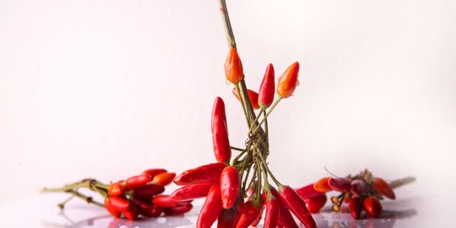 UNSIC: L’Italia conquista due nuove Igp: Peperoncino di Calabria e Zampina di Sammichele – UNSIC