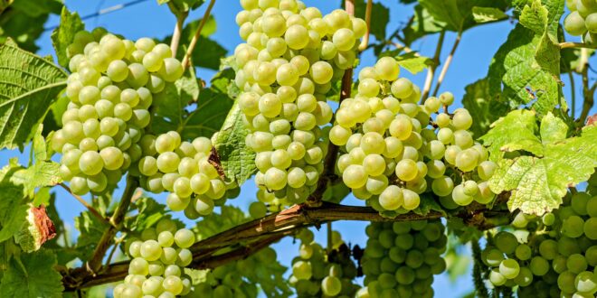 UNSIC: Glera 2.0: il Crea e il Consorzio di tutela del Prosecco per limitare i trattamenti fitosanitari – UNSIC