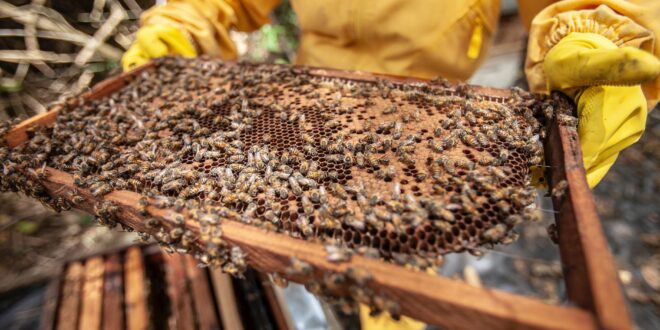 UNSIC: Crescono i costi per gli apicoltori: aumenta il volume ma diminuisce la resa – UNSIC