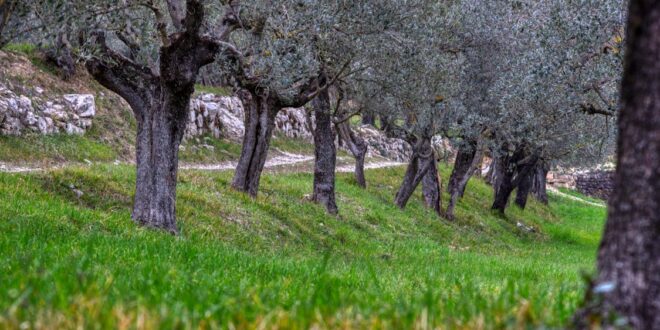 UNSIC: Xylella: investimenti e ricerca per rilanciare gli oliveti pugliesi – UNSIC