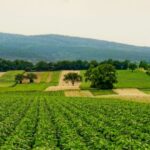 UNSIC: Fauna selvatica, indennizzi: oltre 280 mila euro nelle Madonie - UNSIC 2 agricoltura 2 660x330