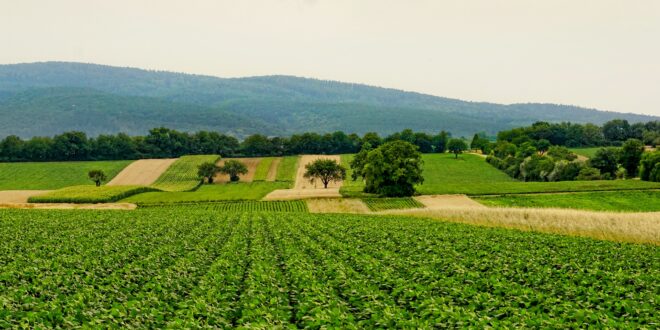 UNSIC: Fauna selvatica, indennizzi: oltre 280 mila euro nelle Madonie – UNSIC